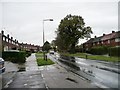 Large oak on Hollybush Lane, Welwyn Garden City