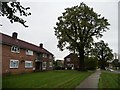 Oak tree in front of flats, Hollybush Lane, WGC