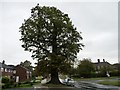 Old oak on Hollybush Lane, Welwyn Garden City