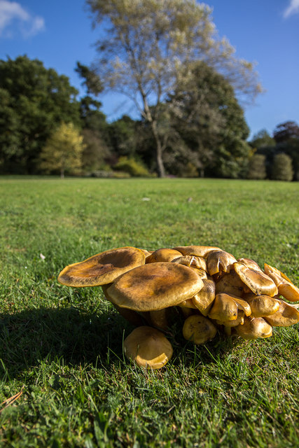 Honey Fungus, Sandringham House Park, Norfolk