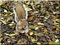 SD8204 : Grey Squirrel in The Dell at Heaton Park by David Dixon
