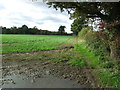 Footpath To Warren Wood