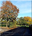 Autumn colours in a recreation area, Pontnewydd, Cwmbran