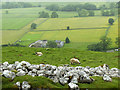 Sheep above Stonelands