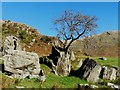 NY4506 : Hawthorn tree living in a rock by Norman Caesar