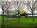 Young trees, Strabane