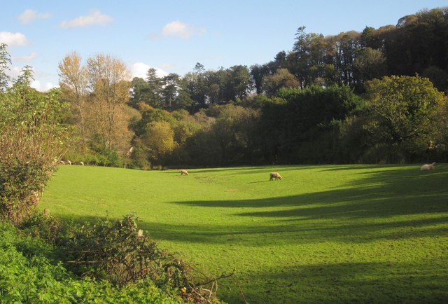 Sheep pasture, Tideford © Derek Harper cc-by-sa/2.0 :: Geograph Britain