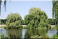 TQ4871 : Weeping Willows, River Cray by N Chadwick