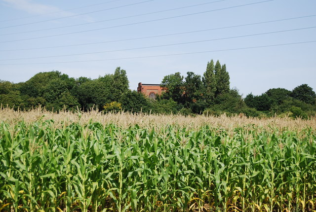 A maize crop