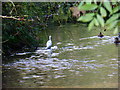 Bosham Stream with egret and ducks