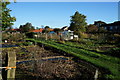 Princess Parade Allotments from Sweep Road