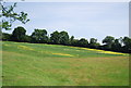 Grassland by Legsheath Lane