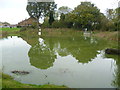 Marbles Pond, Burgh Heath