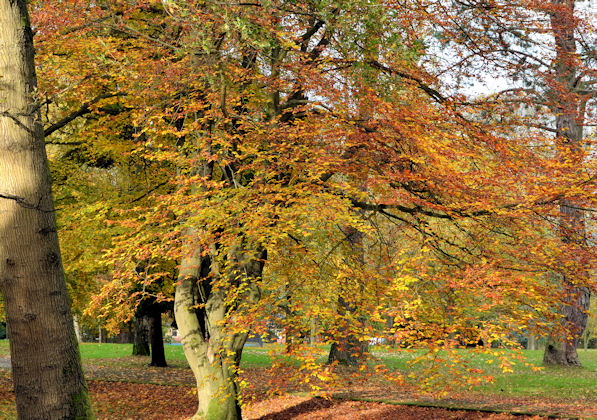 Autumn tree, Holywood © Albert Bridge :: Geograph Ireland