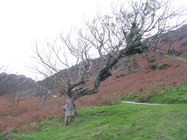 The Ash and the Ivy in The Valley of Rocks