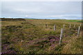 Fields in the middle of Orkney