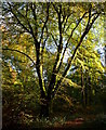 SU5875 : Veteran beech tree at Ashampstead Common, Berkshire by Edmund Shaw