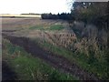 Farmland near Mulben