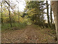 Woodland path near Gagie