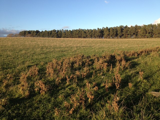 Farmland near Garromuir Wood