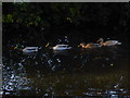 Ducks on the canal