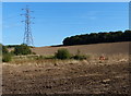 Farmland next to West Lane