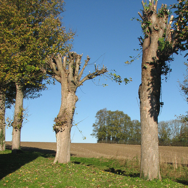 Pollarded trees in Croydon churchyard