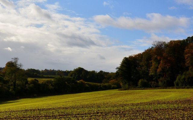 Newly planted field, by Ashampstead Common, Berkshire
