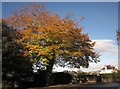 Beech, Barton Road, Torquay