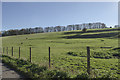 TR0944 : Undulating fields towards Westfield Wood by Julian P Guffogg