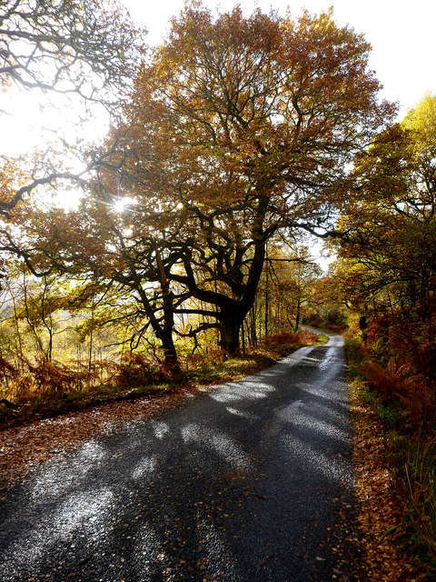 Sunshine through autumn oak, Glen Roy