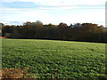 Farmland and woodland