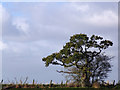 View from Mottram Old Road