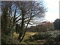 Meadow by Littleham Brook