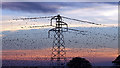 Starlings at Rigg