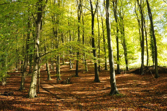 Beech trees, Woodchester Park © Philip Halling cc-by-sa/2.0 :: Geograph ...