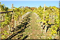 A vineyard at Woodchester