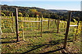 A vineyard at Woodchester