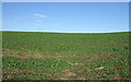 Crop field, Toddley Hill