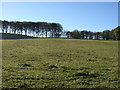 Farmland near Whitemyres