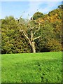 Dead tree at edge of field, Springfield Park, Kidderminster