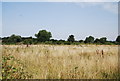 Grassland by the LOOP