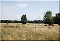 Grasslands in the Cray Valley