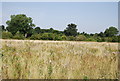 Grassland between the LOOP and the Railway line