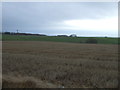 Stubble field, Mill of Uras