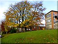 Tree, Tyrone County Hospital