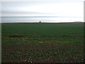 Coastal crop field west of Johnshaven