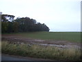 Crop field and woodland, Bridgeton