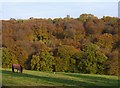 View across a valley, east of Bockmer End, in November