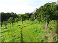 The orchard, Iford Manor Garden